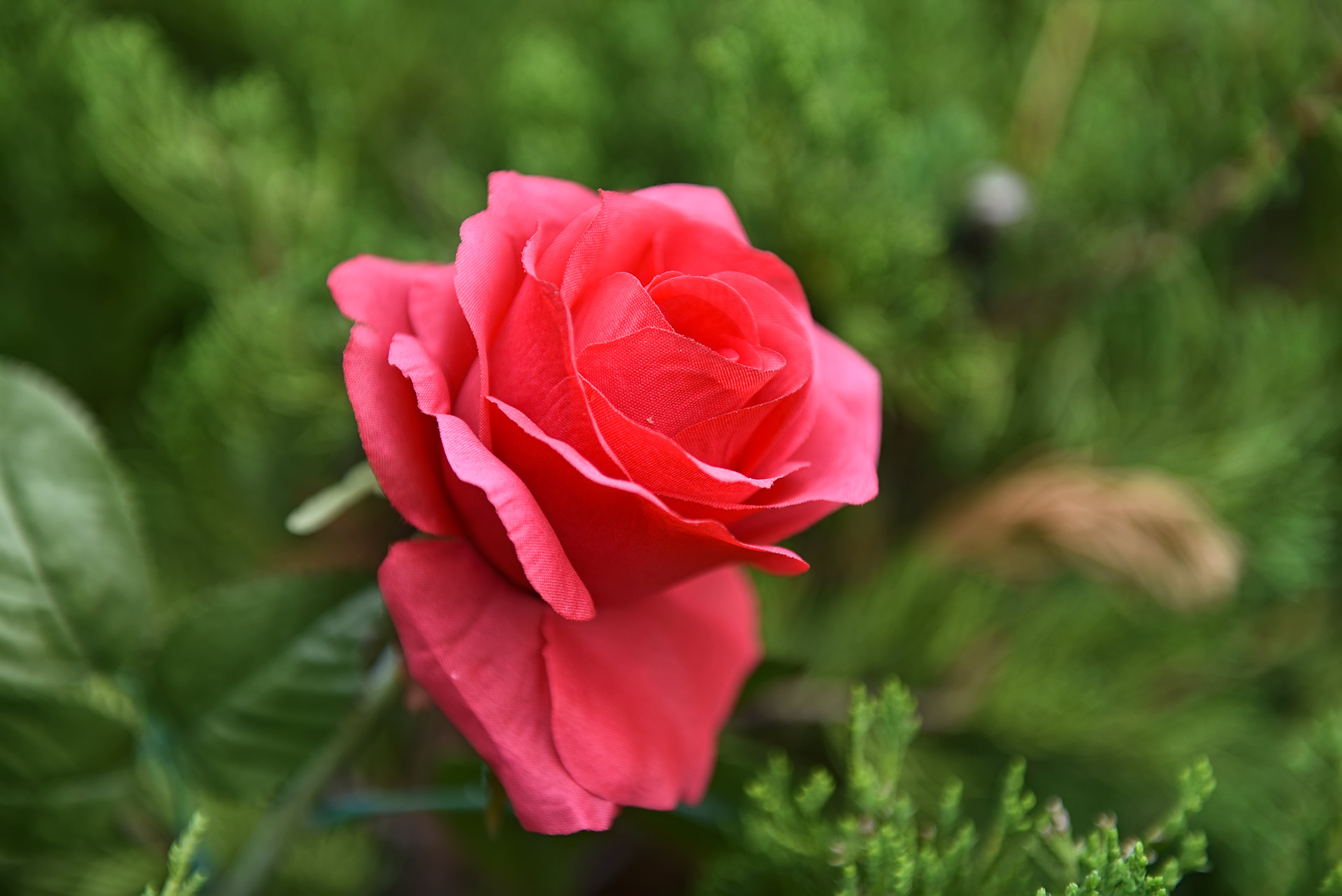 DSC_4398.jpg