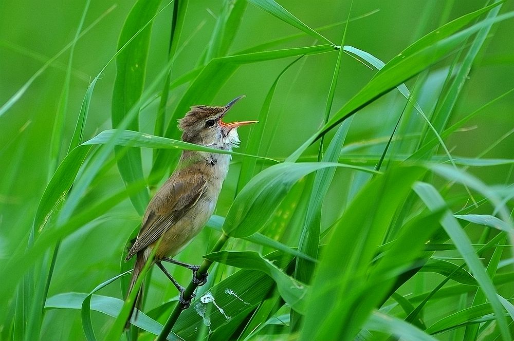 DSC_6951.JPG