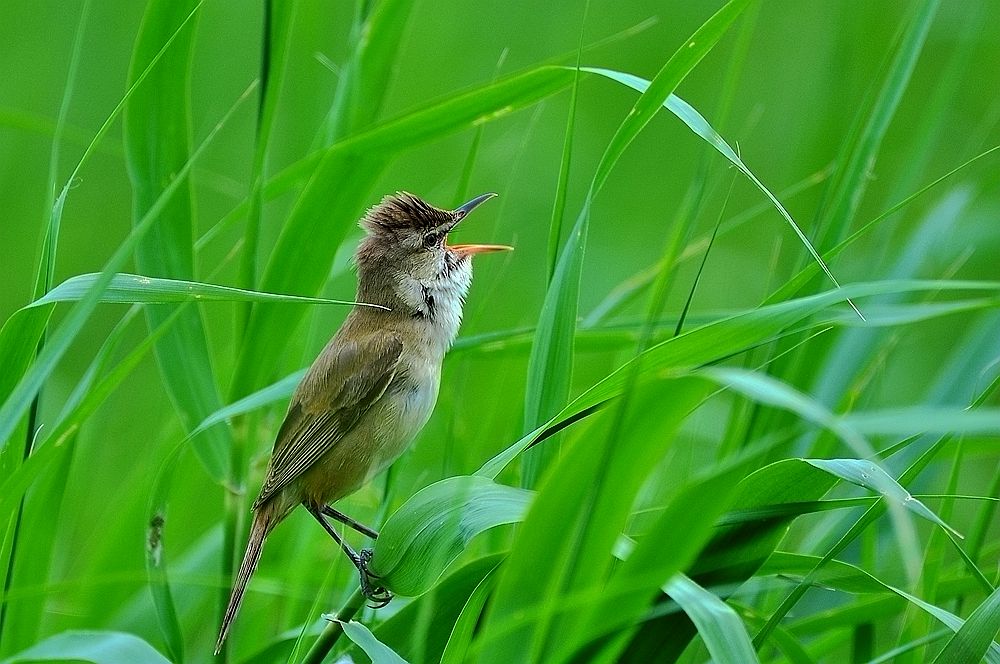 DSC_6965.JPG