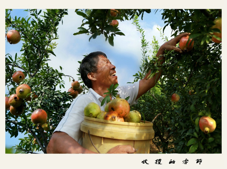 IMG_收获的季节1908.JPG
