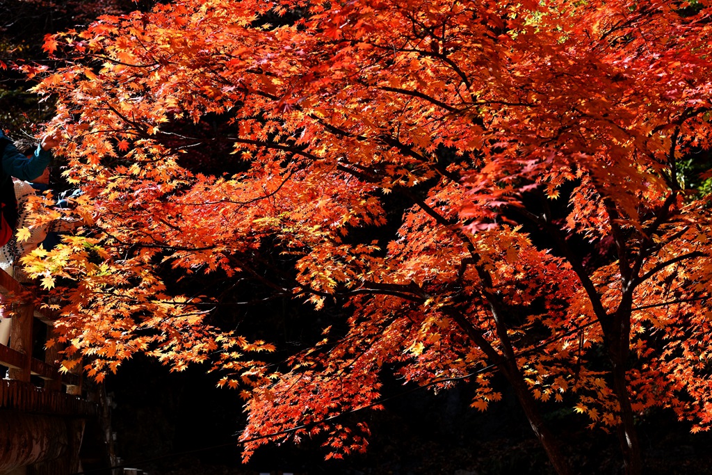 DSC_6924_副本_副本.jpg