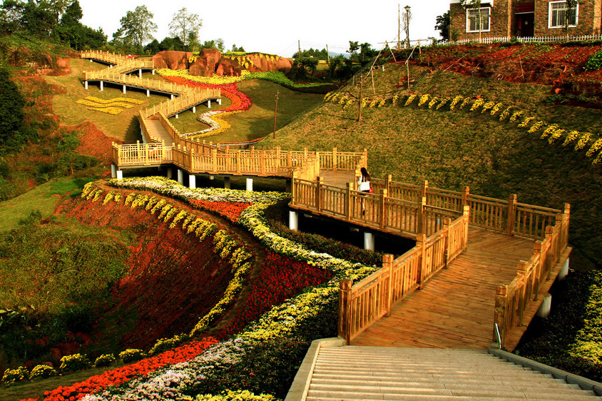 龙头山菊展 (2).JPG
