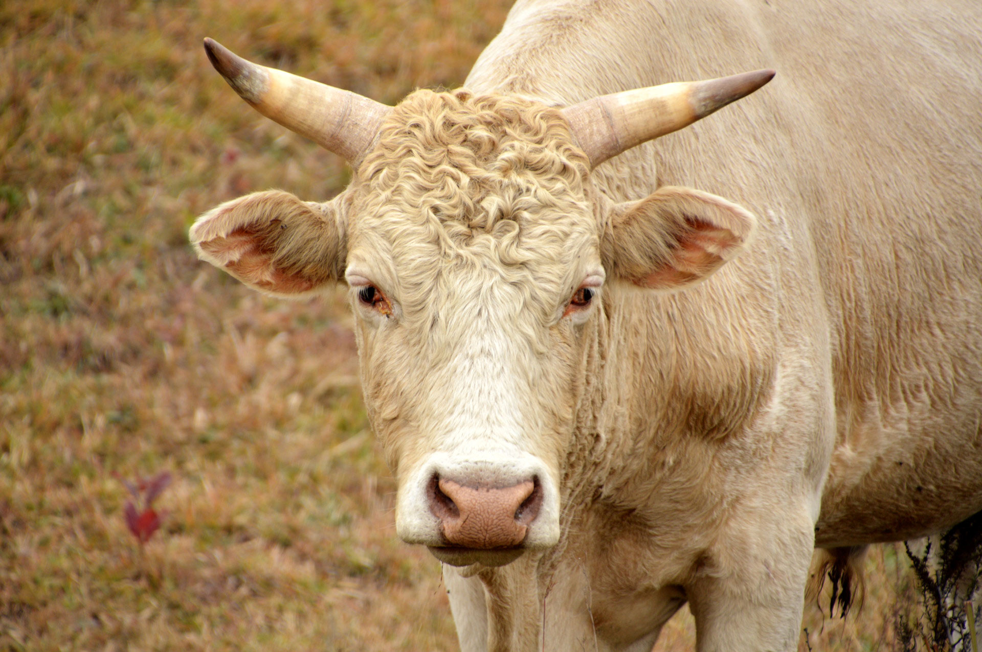 DSC_0385.JPG