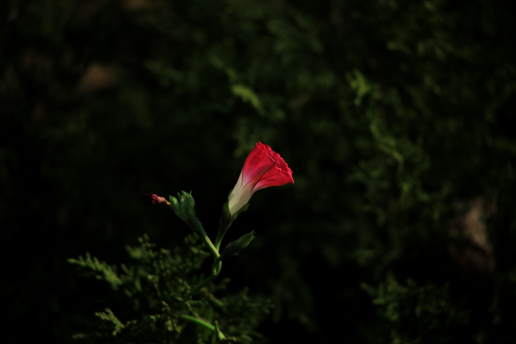 289A0136-.jpg