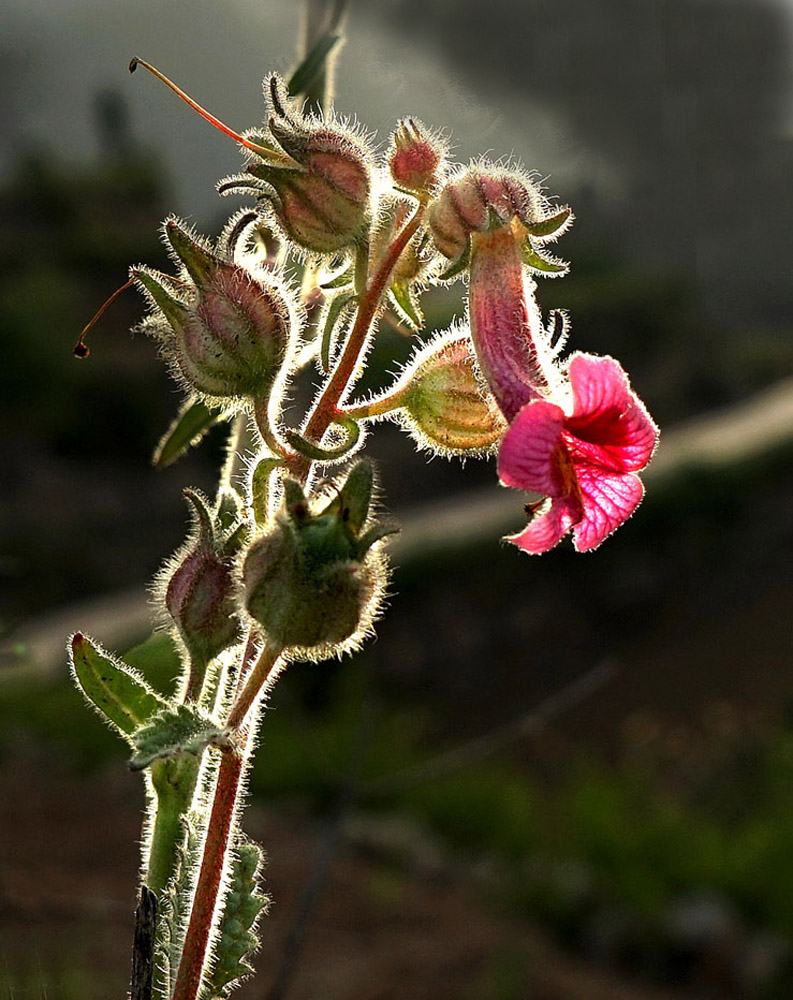 绒花富贵.jpg