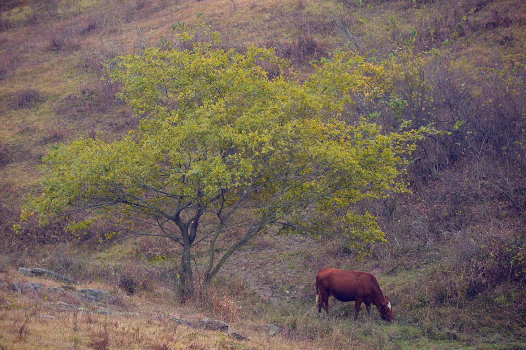 DSC_1068_副本.jpg