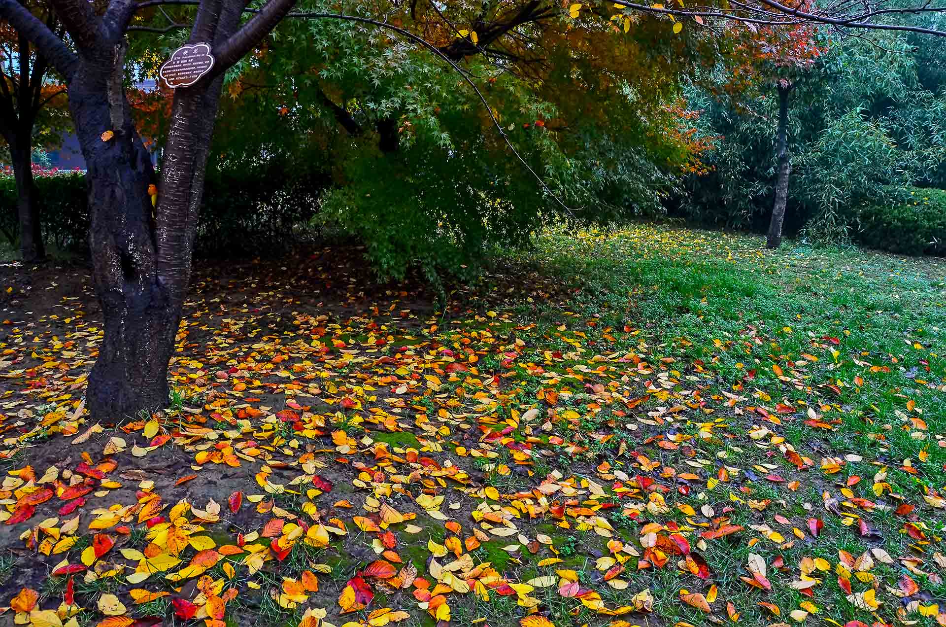 DSC_0017.jpg