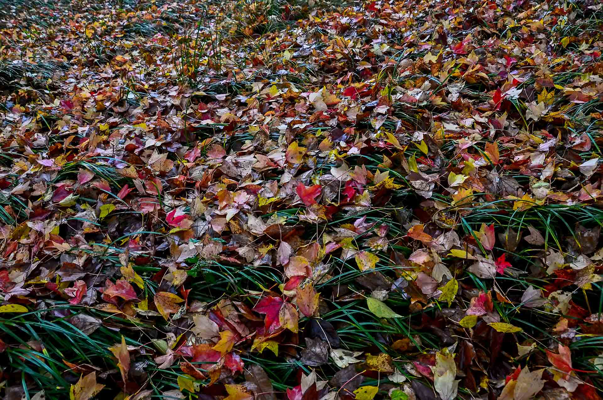 DSC_0085.jpg