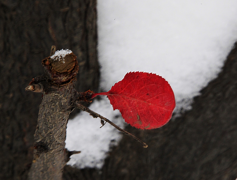 _MG_0981.JPG