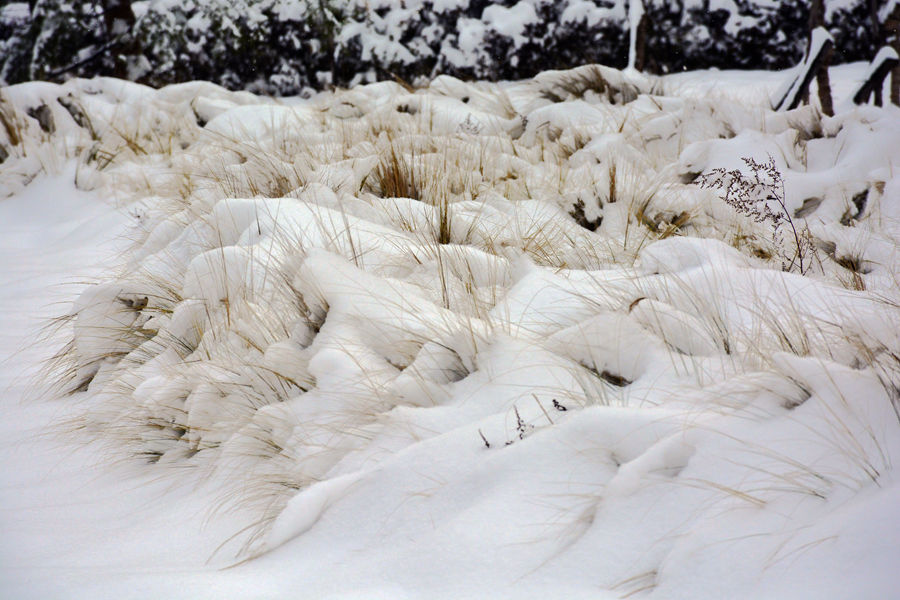 植物雪景3.jpg