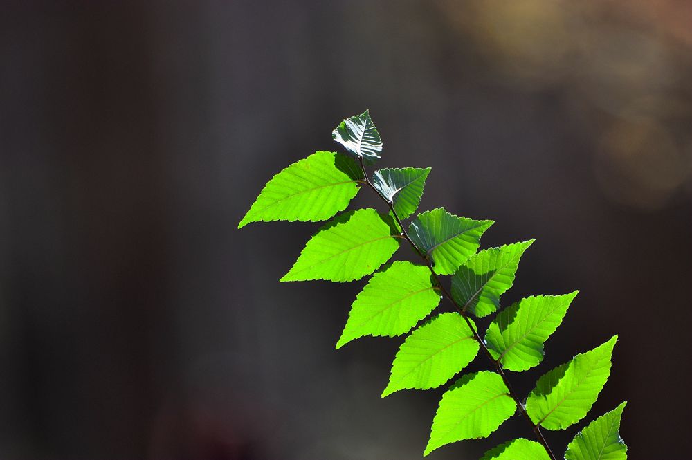 DSC_4950.JPG