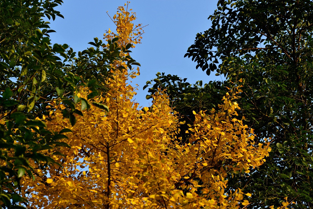 DSC_9908.JPG