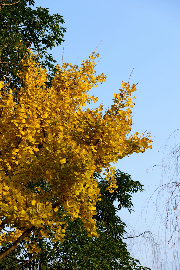DSC_9909.JPG