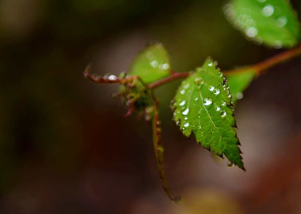 8DSC_1286.jpg