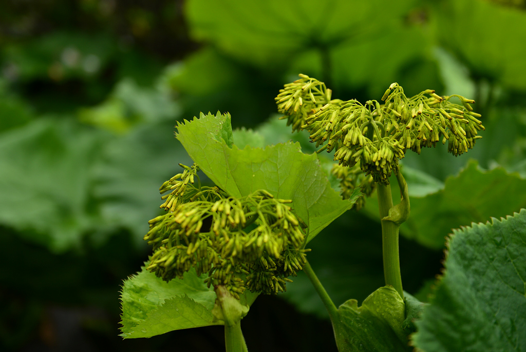 10DSC_1519.jpg