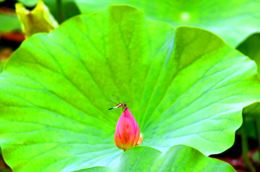DSC_0436_看图王.jpg