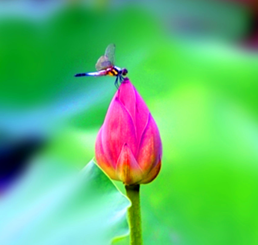 DSC_0434_看图王.jpg