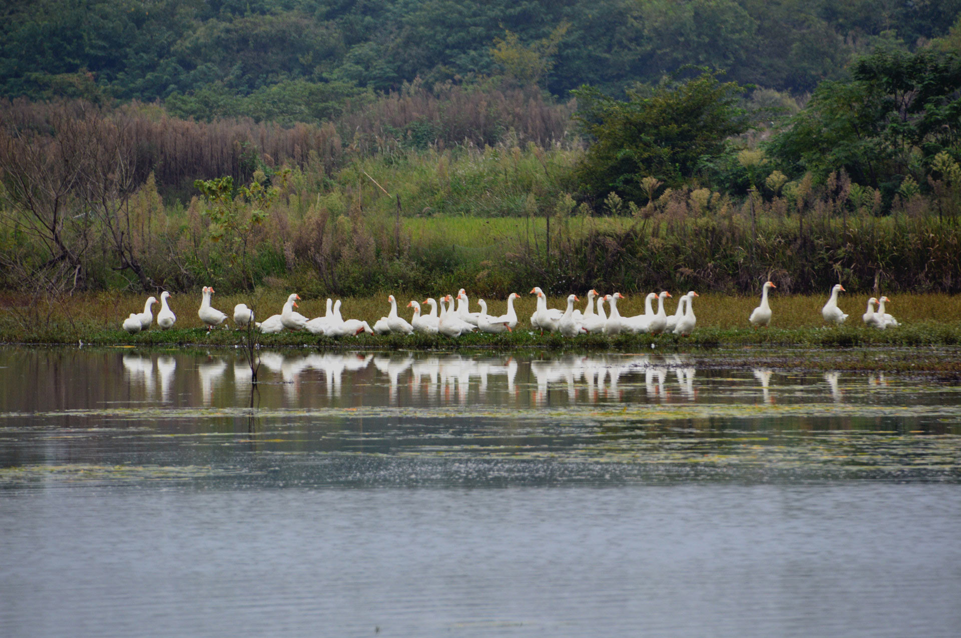 DSC_0154.JPG