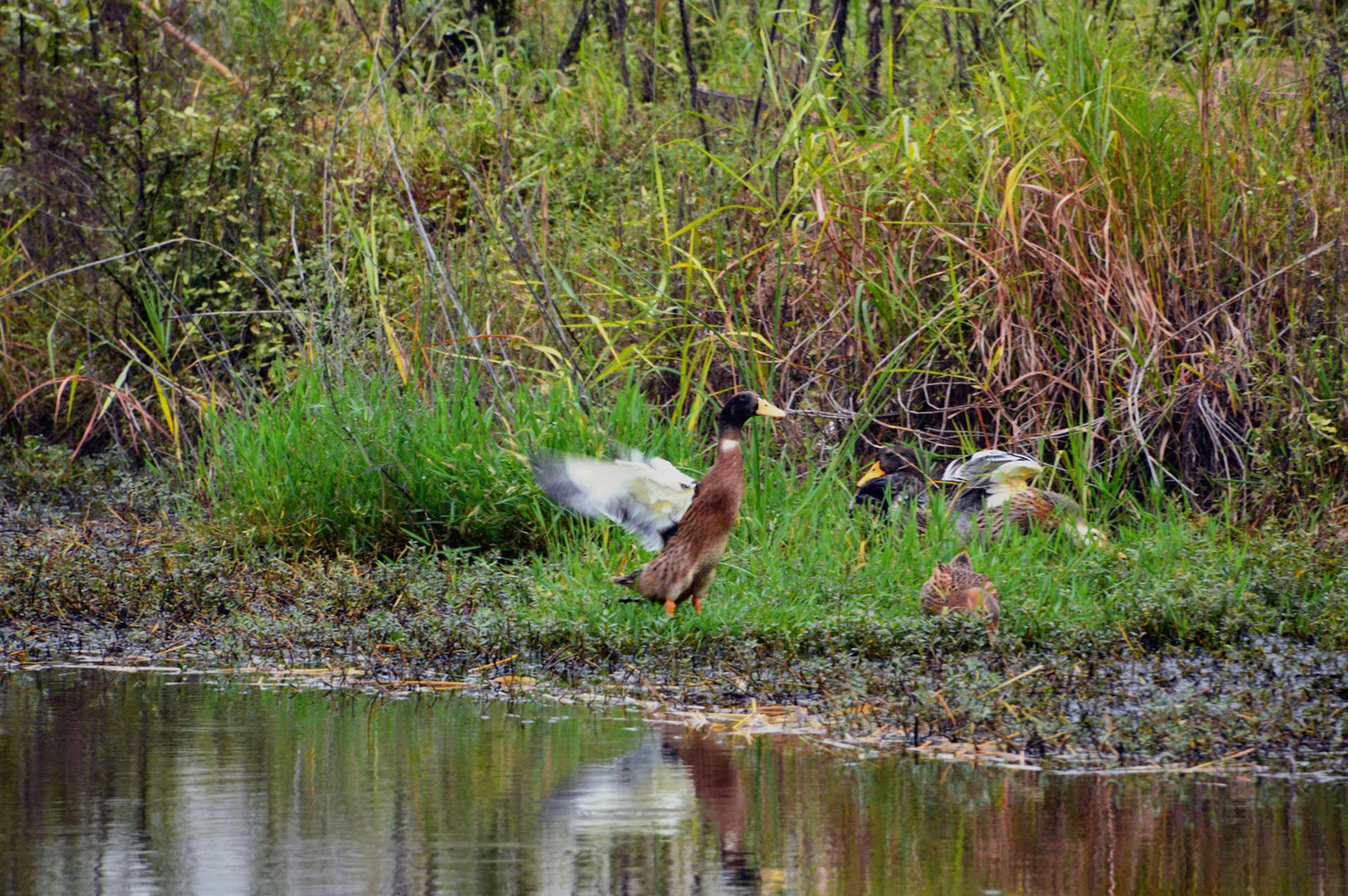 DSC_0157.JPG