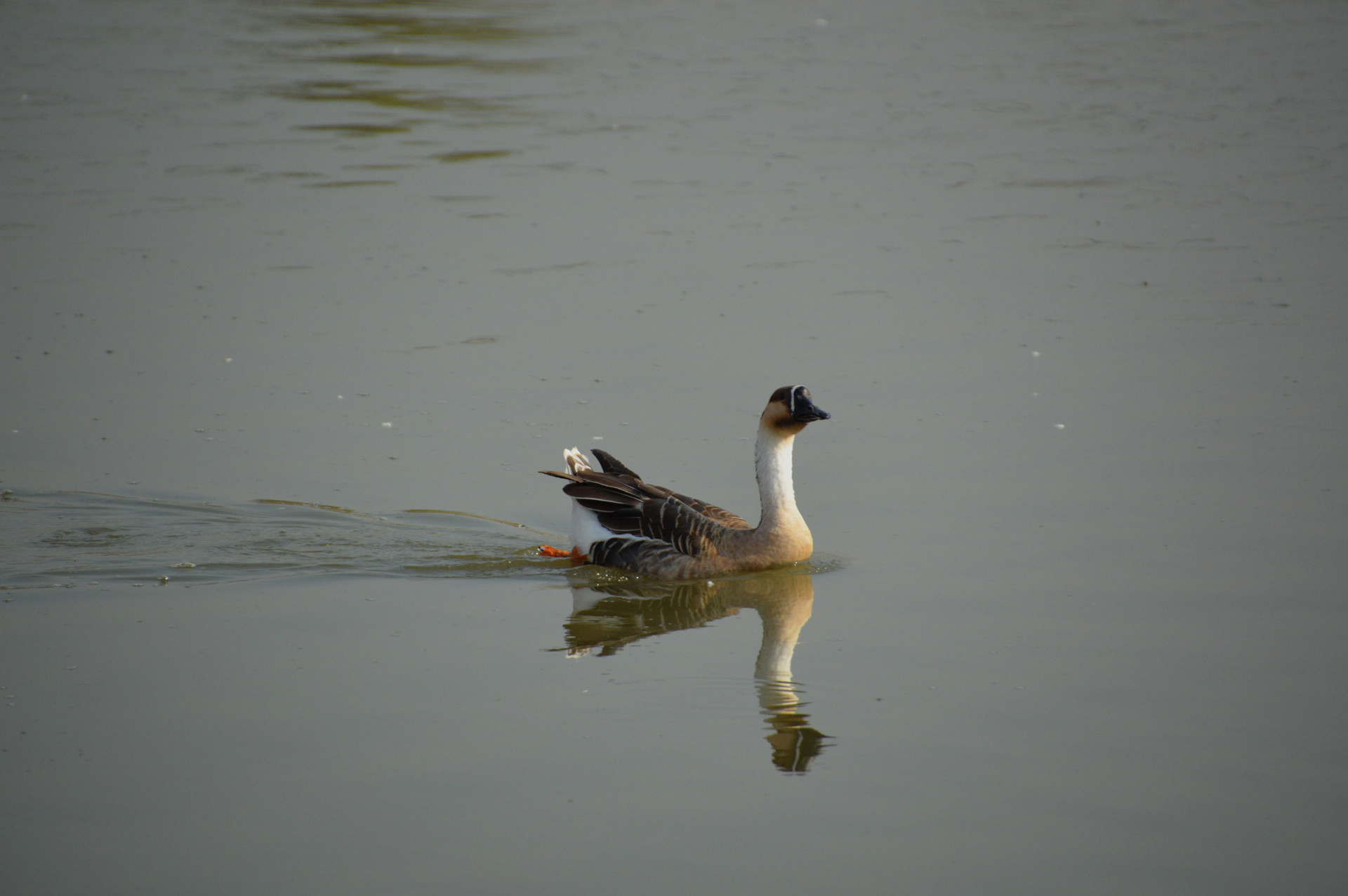 DSC_0170.JPG