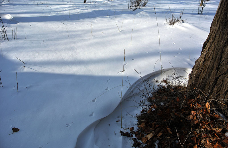 DSC_2295.JPG