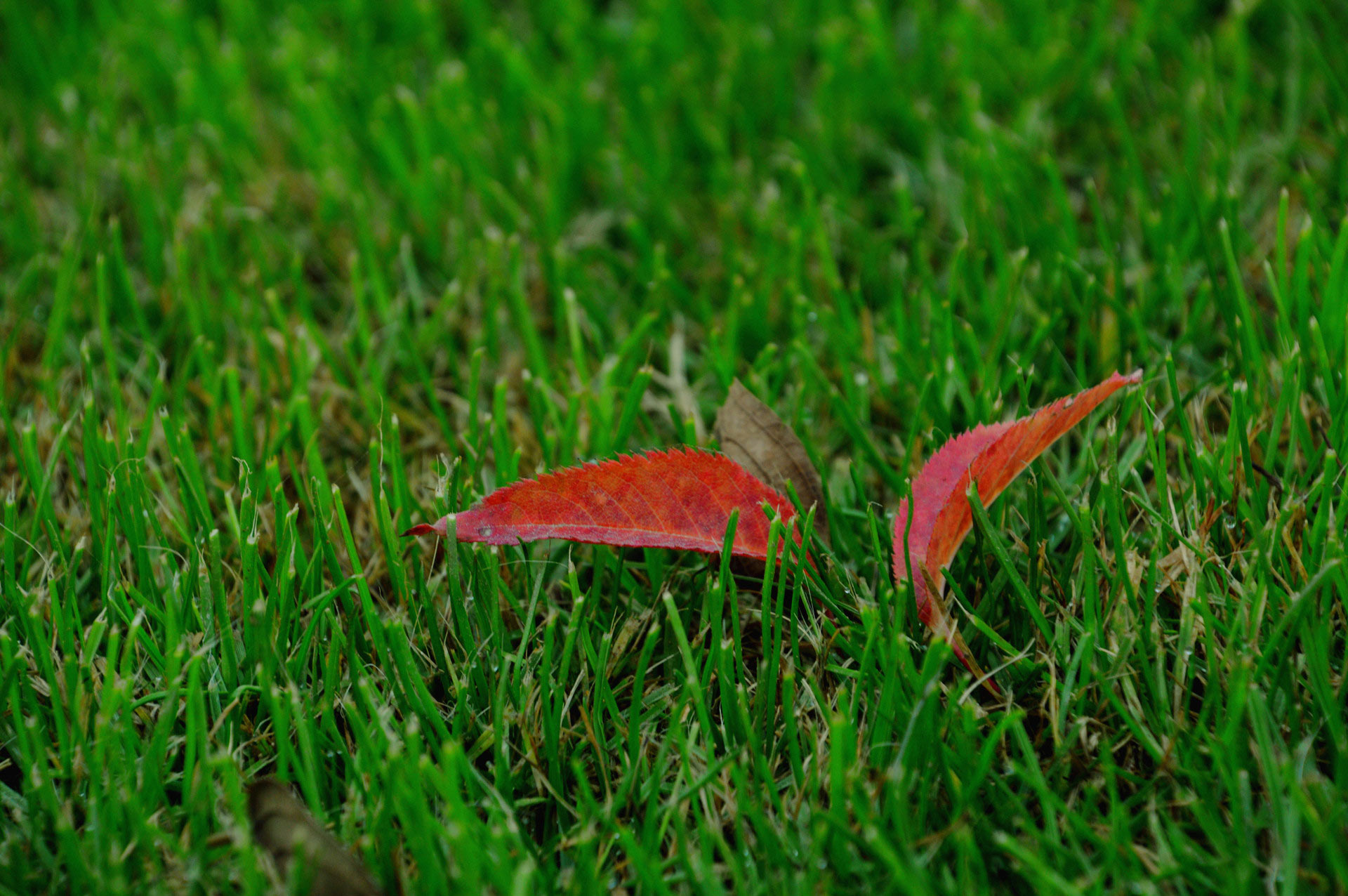 DSC_0313.JPG
