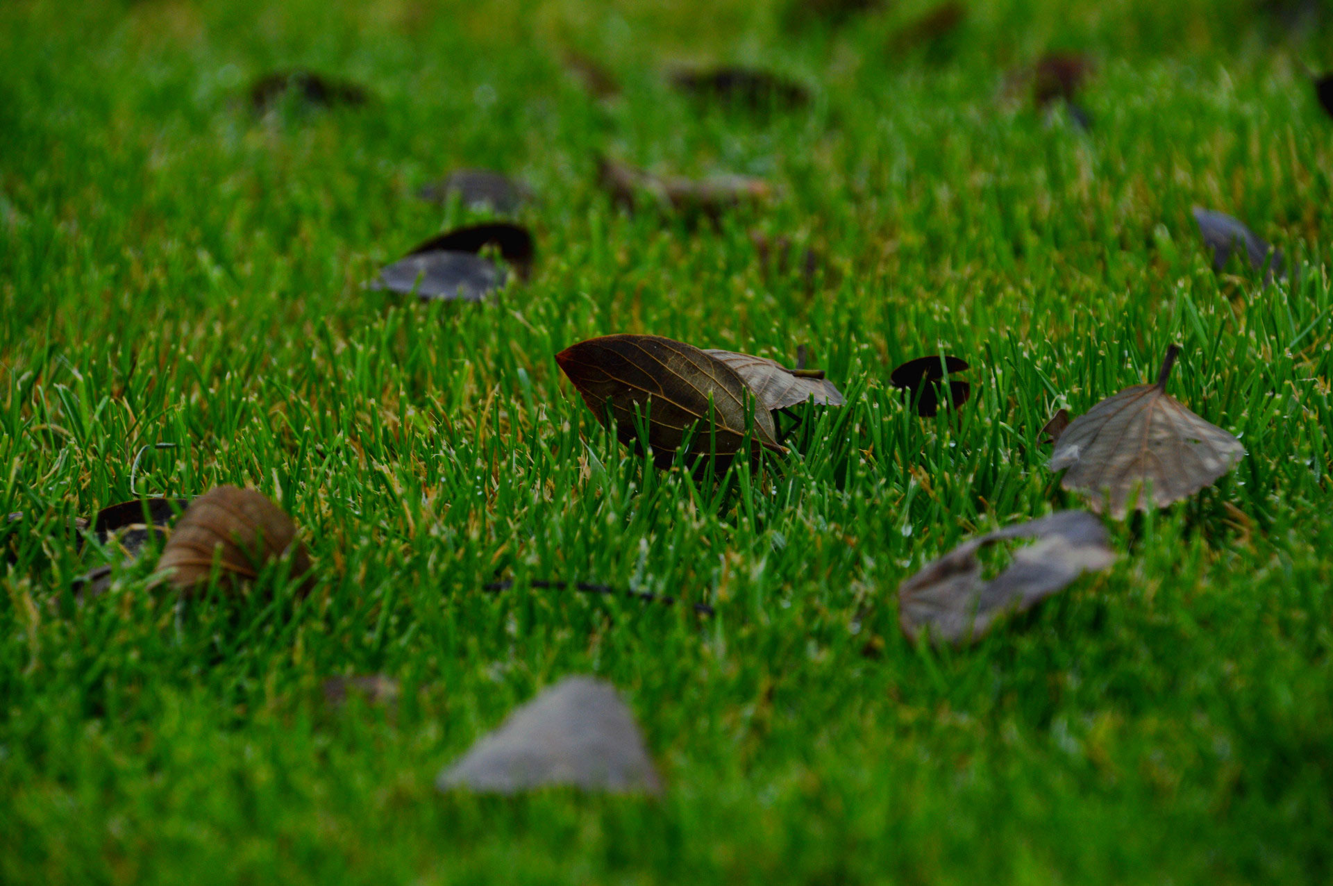 DSC_0293.JPG