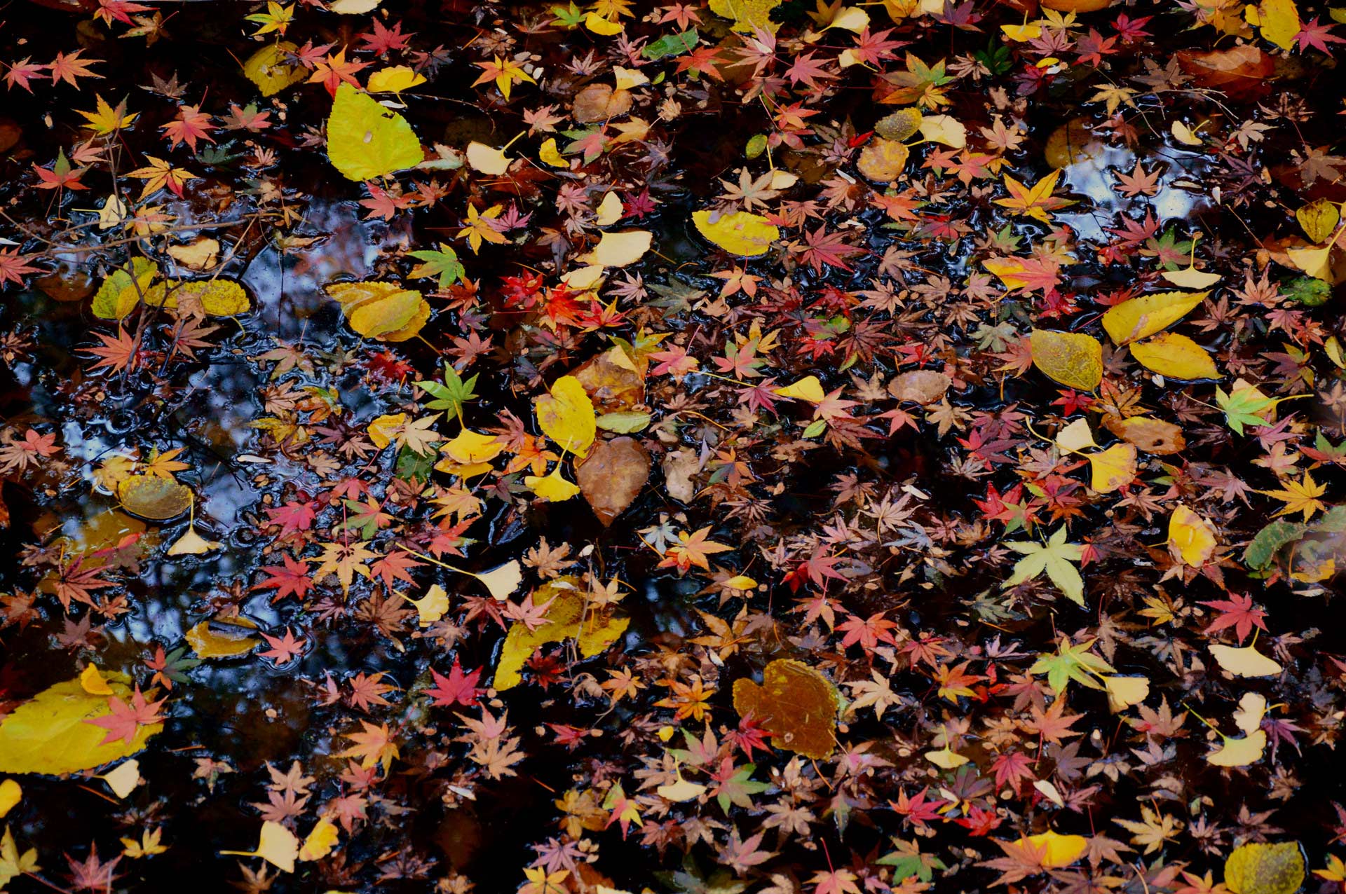 DSC_0895.JPG