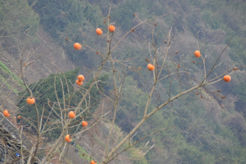 DSC_0016_副本.jpg