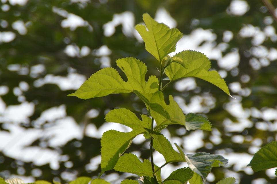 DSC_0083_副本.jpg