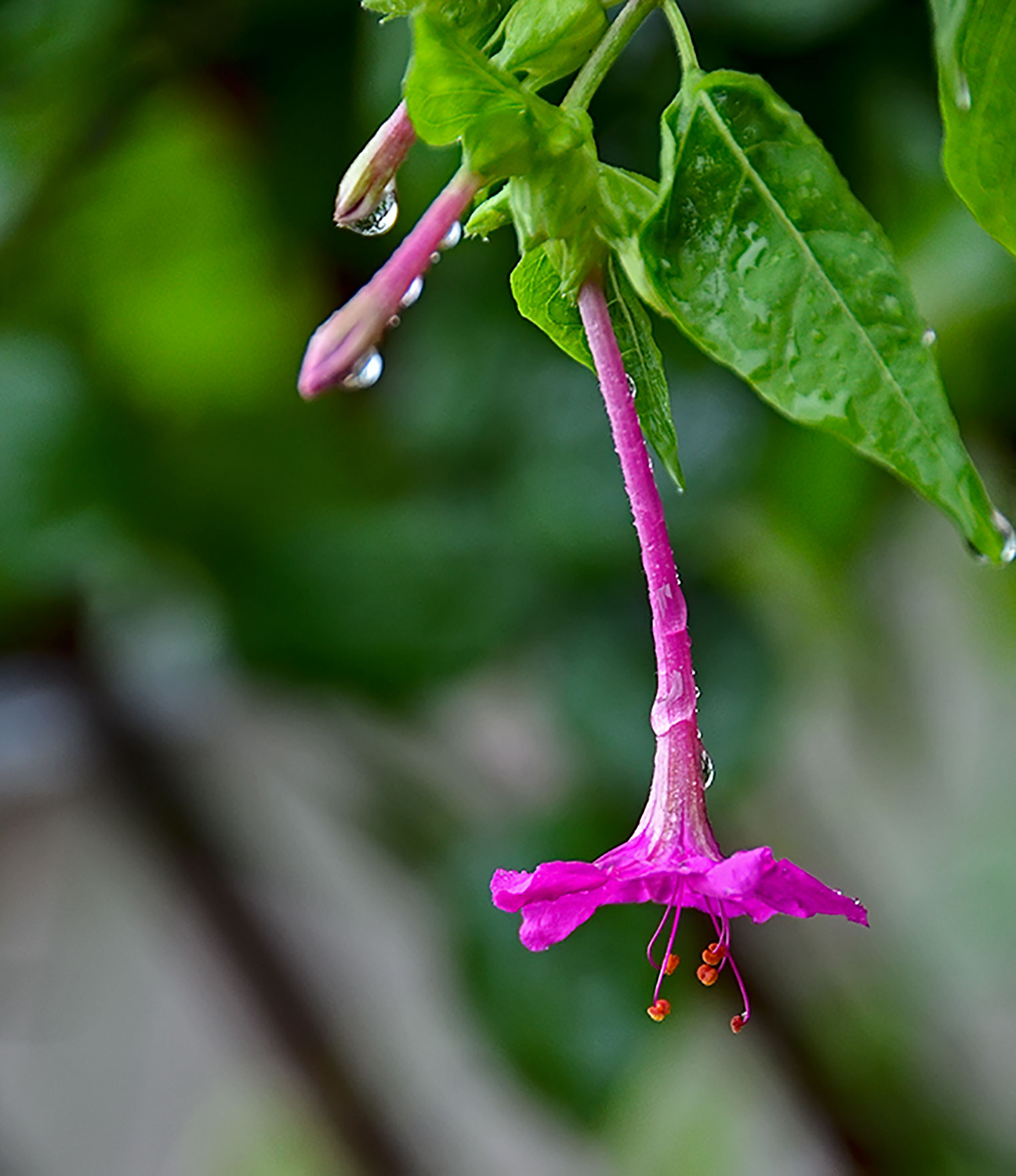 DSC_0050.jpg