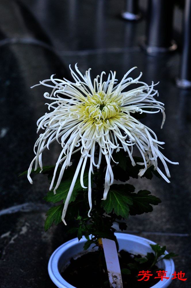 DSC_0407.jpg