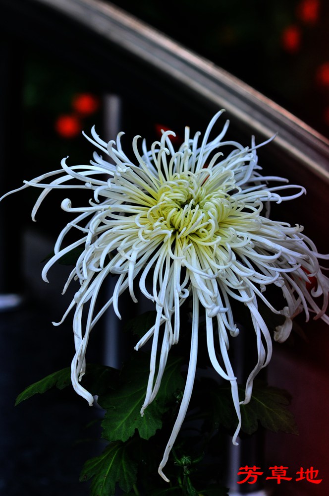DSC_0406.jpg