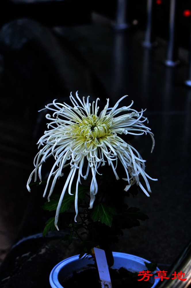 DSC_0409.jpg
