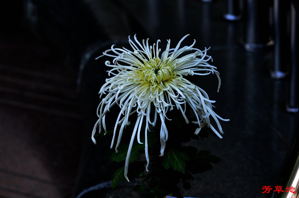 DSC_0408.jpg