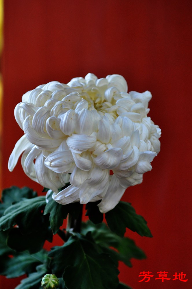 DSC_0414.jpg