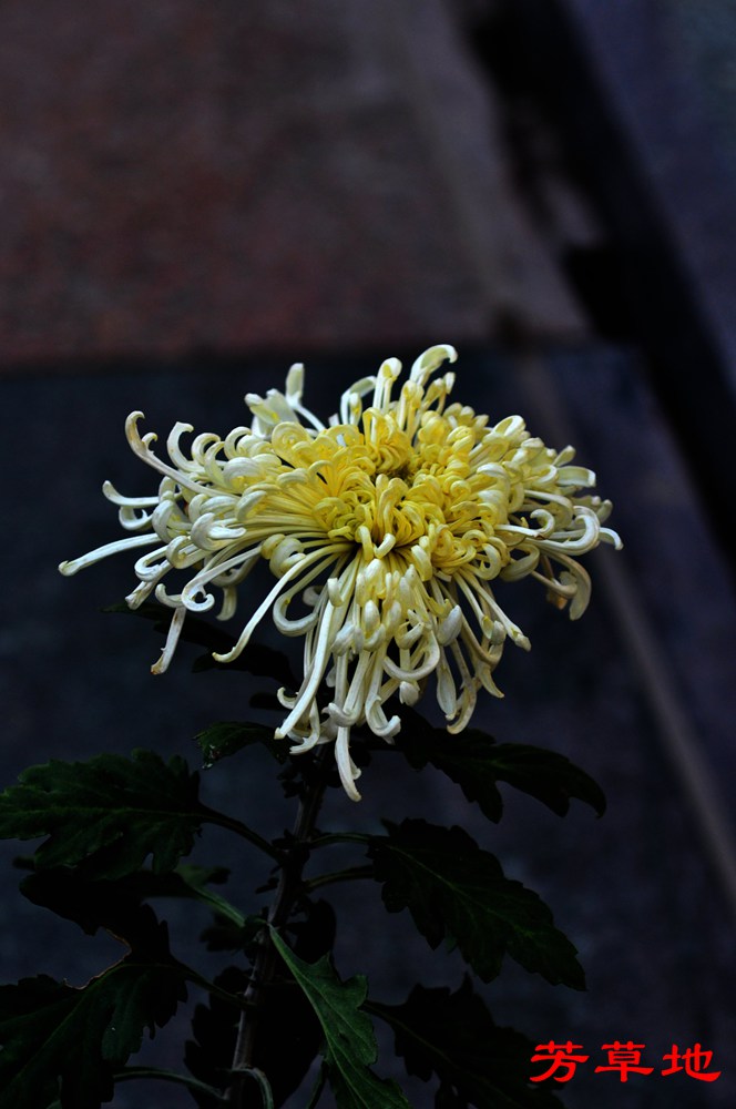 DSC_0415.jpg
