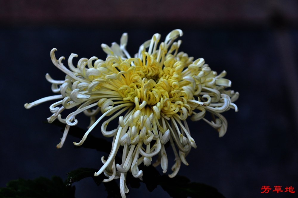 DSC_0416.jpg