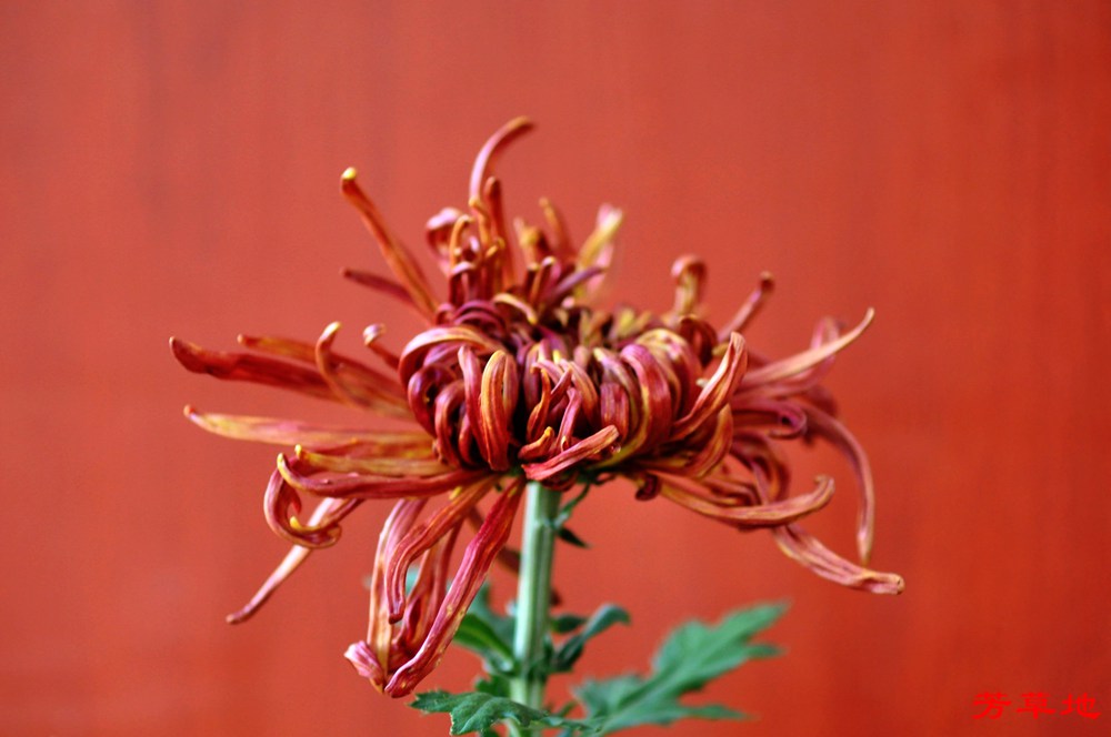 DSC_0418.jpg