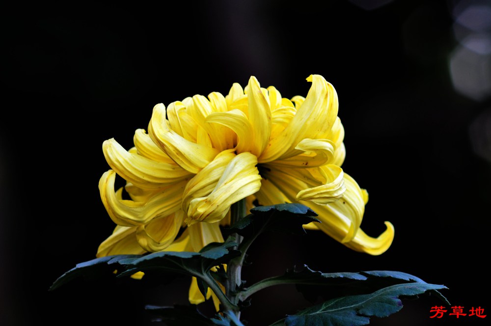 DSC_0445.jpg