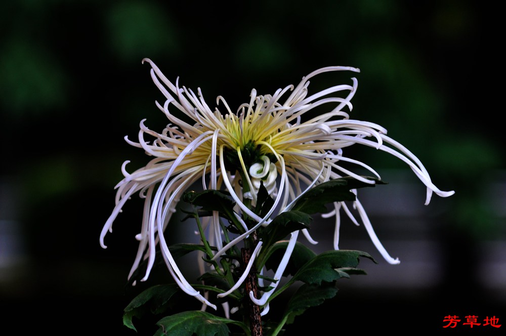 DSC_0452.jpg