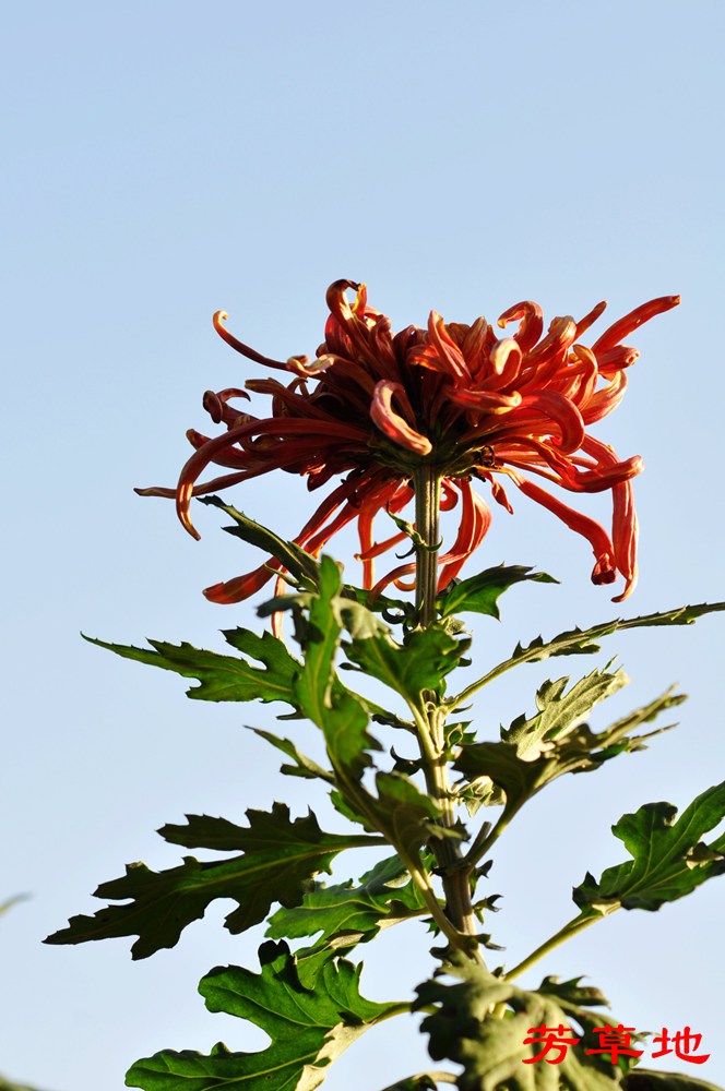 DSC_0458.jpg