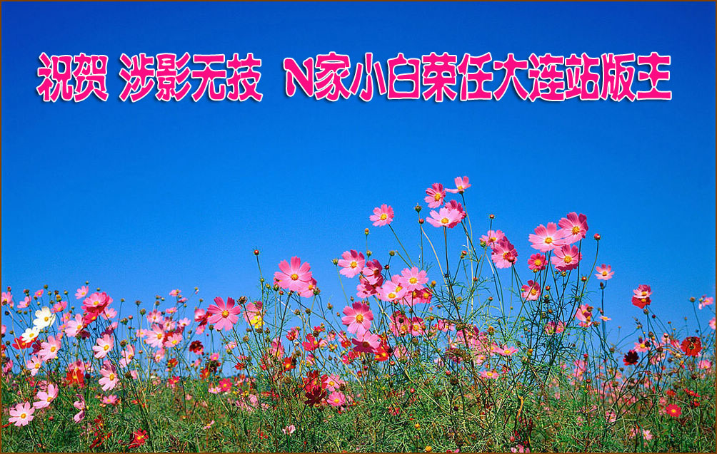 波斯菊-格桑花3-.jpg