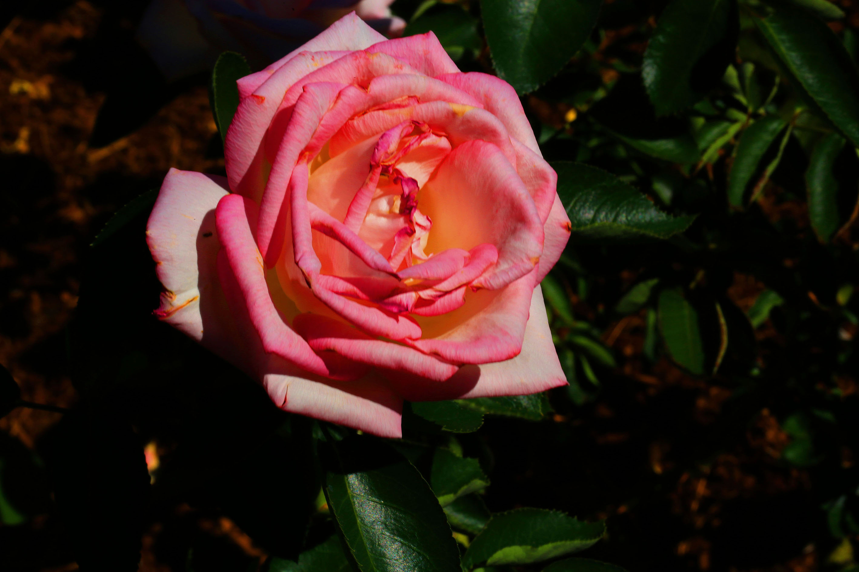 AE4A4960.jpg