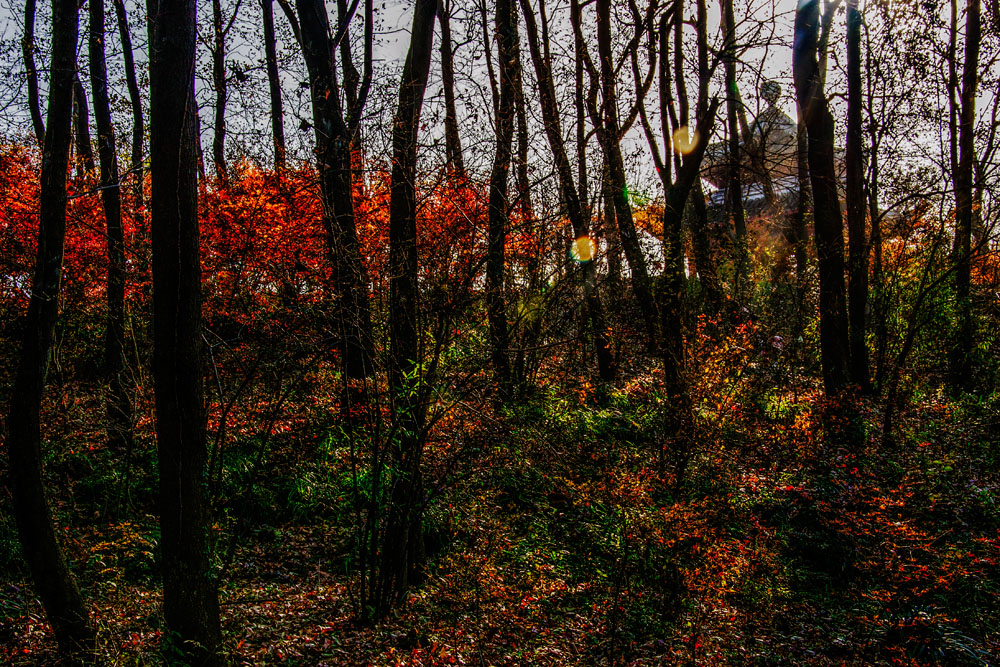 _DSC0033.jpg
