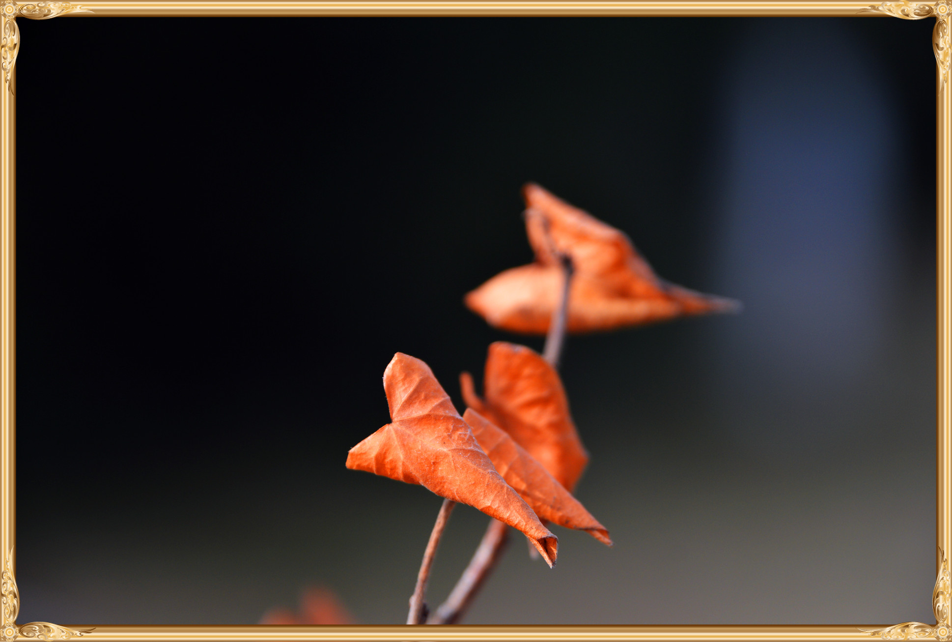 DSC_0343_副本.jpg