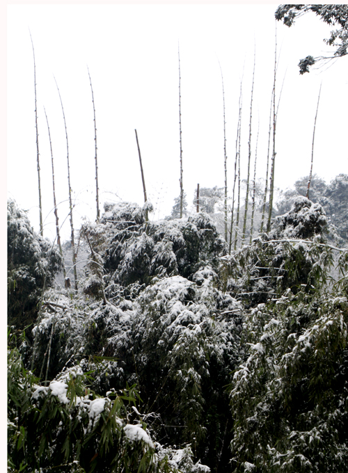 雪压群竹青更直