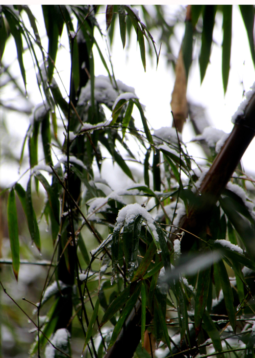 雪竹情原1