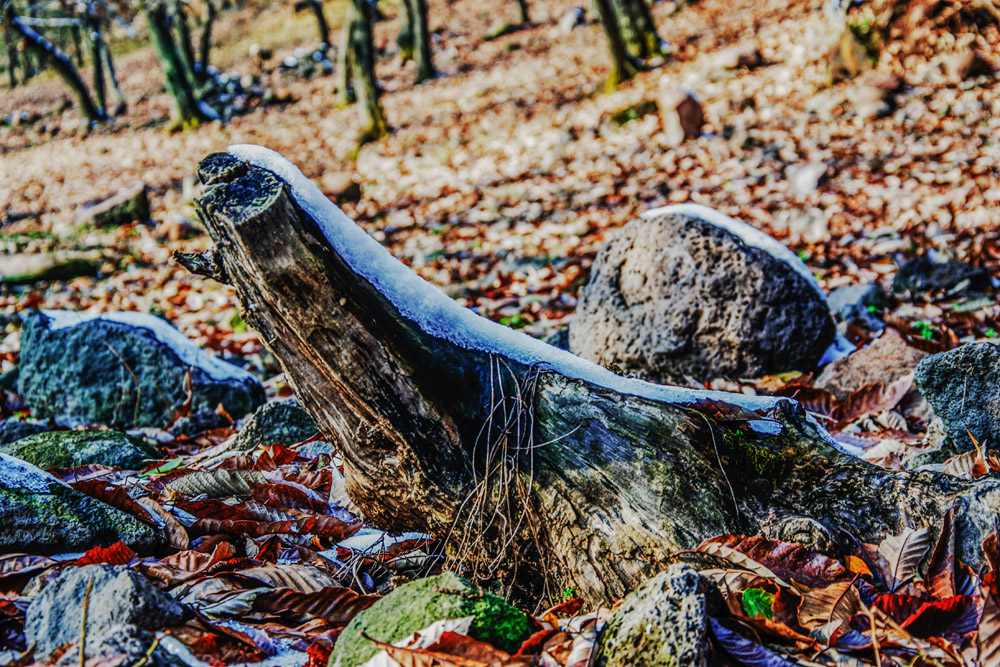 _DSC0098.jpg