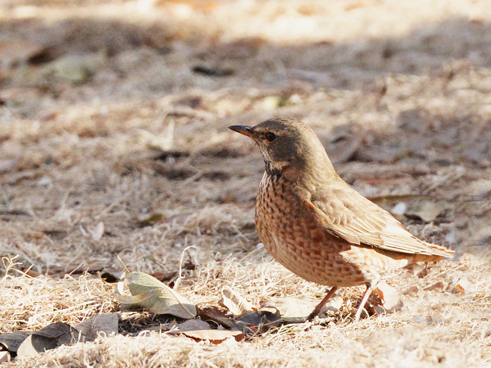 DSC_6652_副本_副本.jpg